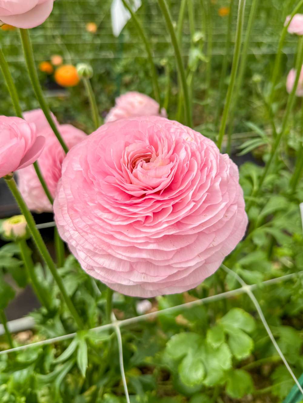 Ranunkel 'Elegance® Rosa Chiaro'